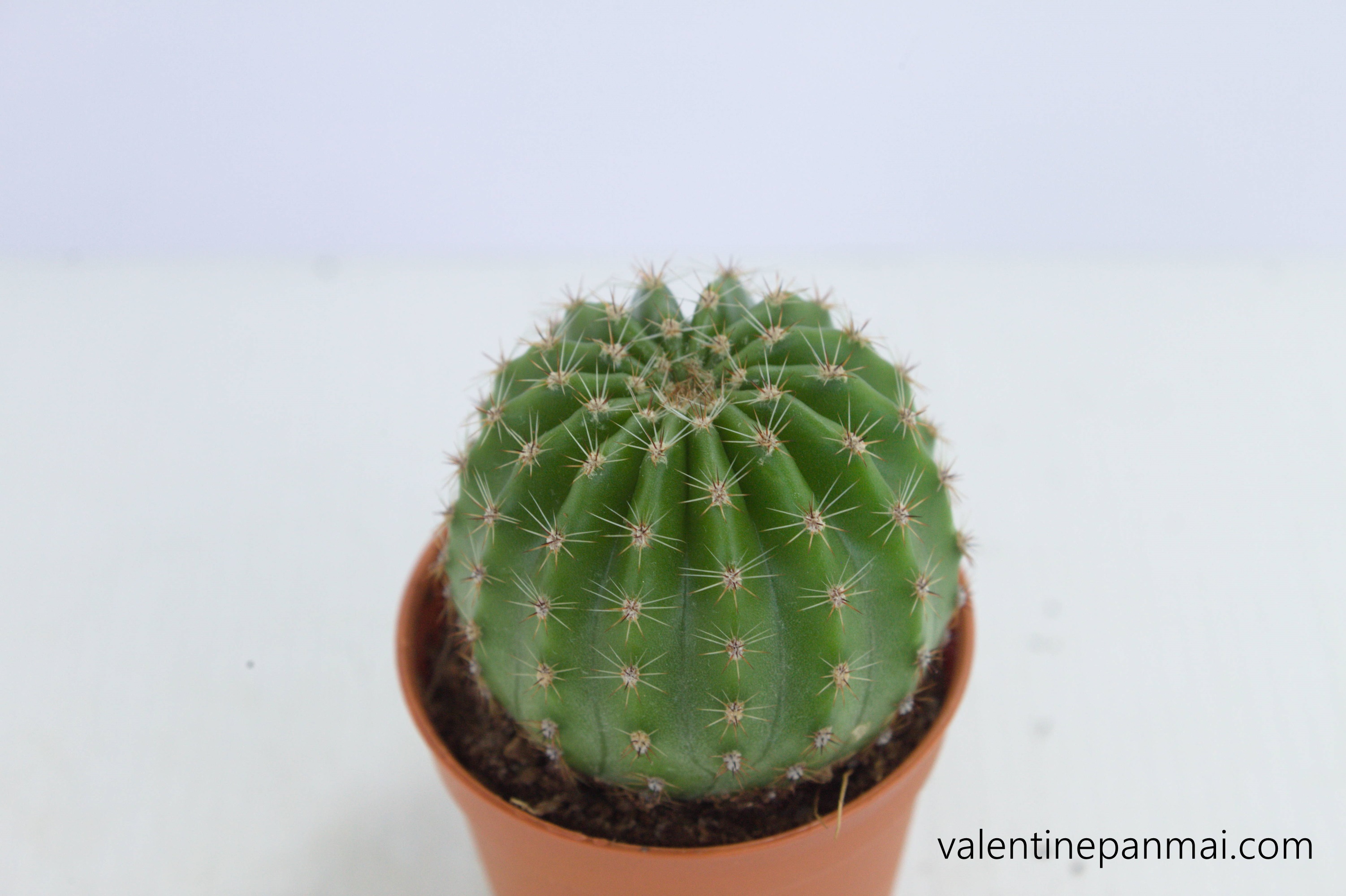 Echinopsis เมล็ดพันธุ์จากเยอรมัน - วาเลนไทน์พันธุ์ไม้