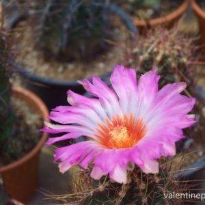 ดอก Thelocactus bicolor