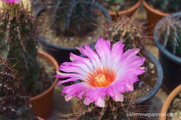 ดอก Thelocactus bicolor