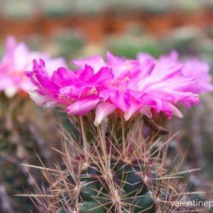 Thelocactus bicolor