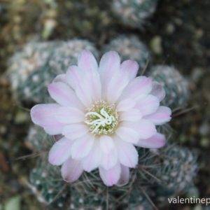 ดอก Gymnocactus