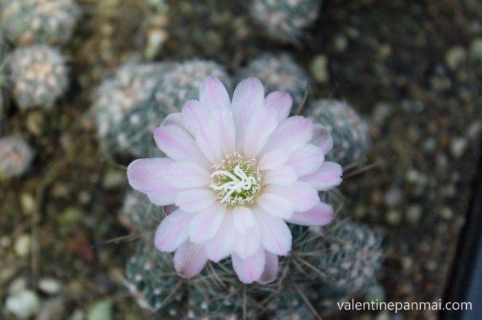 ดอก Gymnocactus