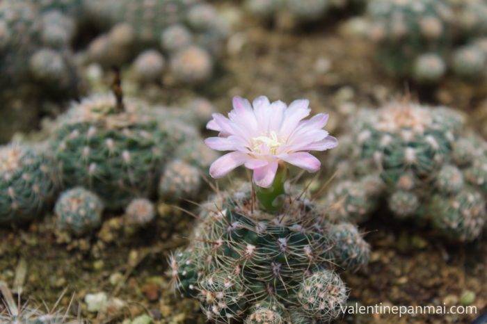 ดอก Gymnocactus