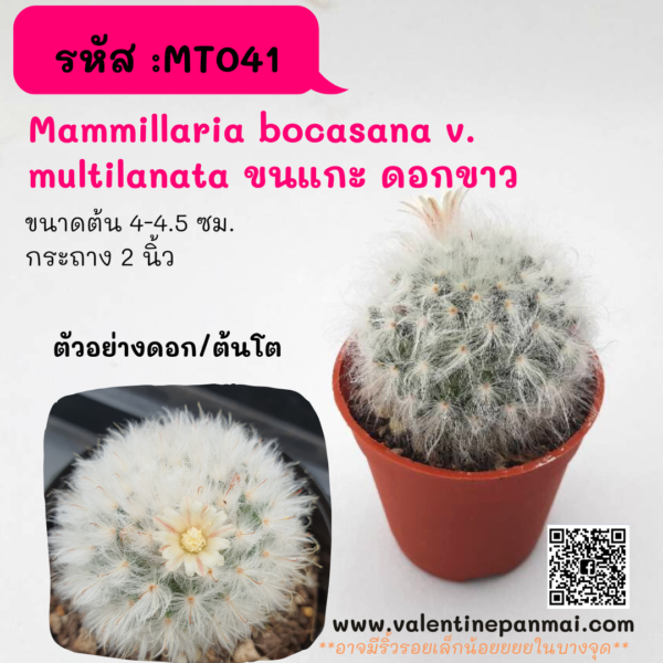 MT041 Mammillaria Bocasana Multilanata ขนแกะ (ดอกขาว)
