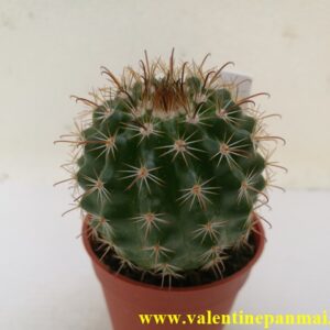 VA055 Notocactus muegelianus