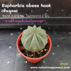 Euphorbia obesa hook (สันพูคม)