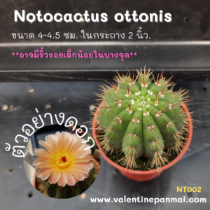 Notocactus ottonis V. VENCLUIANUS