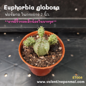 Euphorbia globosa กอ