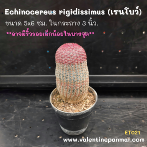 Echinocereus rigidissimus (เรนโบว์)