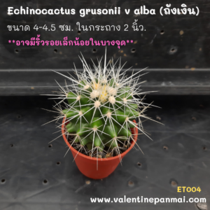 Echinocactus grusonii v alba (ถังเงิน)