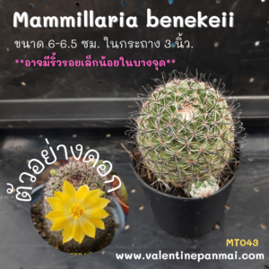 Mammillaria benekeii