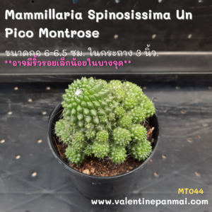 Mammillaria Spinosissima Un Pico Montrose