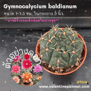Gymnocalycium baldianum