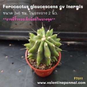 Ferocactus glaucescens cv inermis