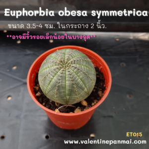 Euphorbia obesa symmetrica