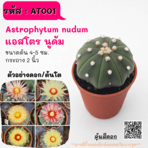 AT001 Astrophytum nudum แอสโตร นูดัม