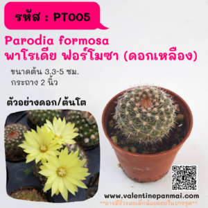 Parodia formosa พาโรเดีย ฟอร์โมซา(ดอกเหลือง)