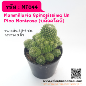 MT044 Mammillaria Spinosissima Un Pico Montrose
