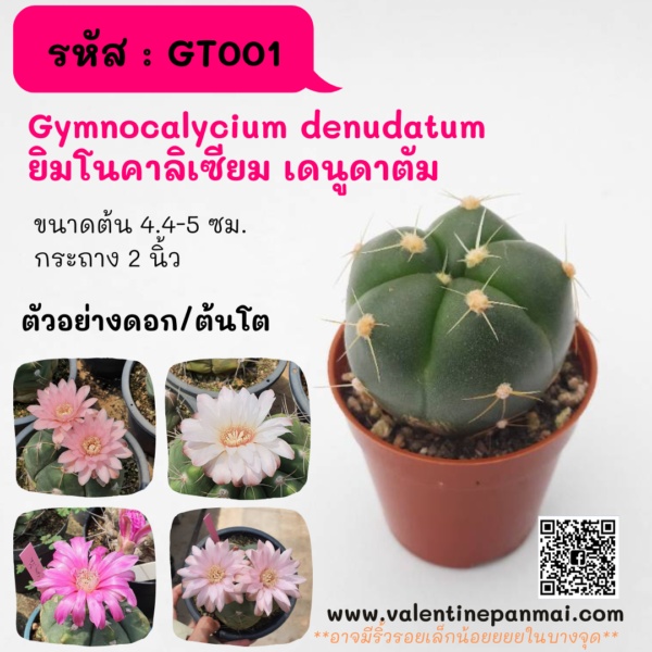 GT001 Gymnocalycium denudatum ยิมโนคาลิเซียม เดนูดาตัม
