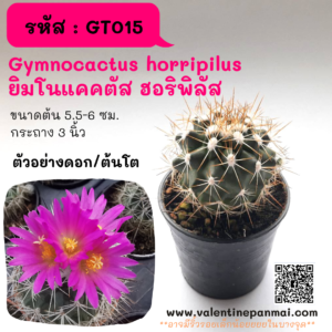 GT015 Gymnocactus horripilus ยิมโนแคคตัส ฮอริพิลัส