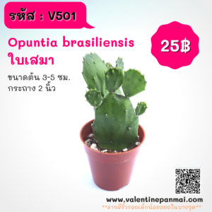 Opuntia brasiliensis (ใบเสมา)