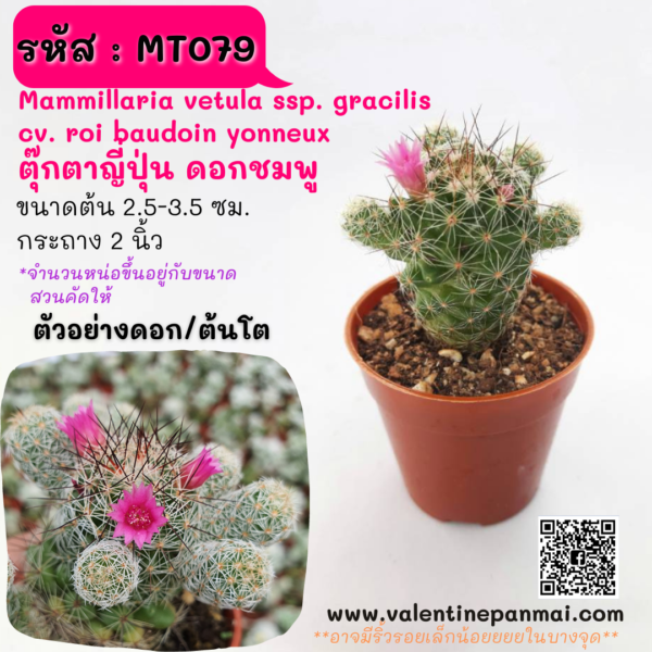 MT079 Mammillaria vetula ssp. gracilis cv. roi baudoin yonneux (ตุ๊กตาญี่ปุ่น ดอกชมพู)