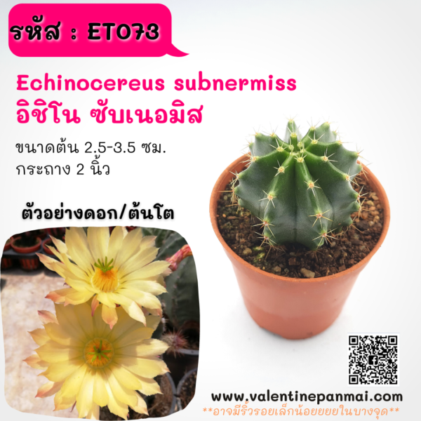 ET073 Echinocereus subnermiss (อิชิโน ซับเนอมิส)