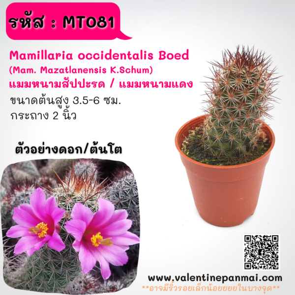 MT081 Mamillaria occidentalis Boed (แมมหนามสัปปะรด/แมมหนามแดง)