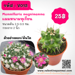 Mammillaria magnimamma (แมมหนามทุเรียน)