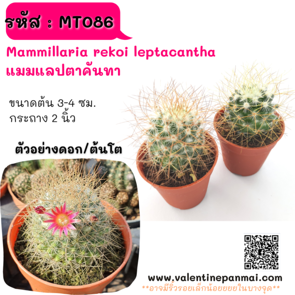 MT086 Mammillaria leptacantha (แมมแลปตาคันทา)