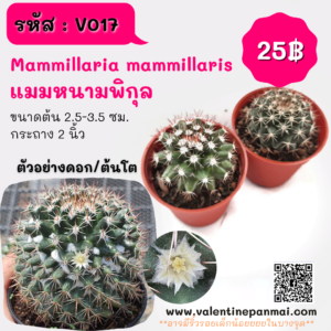 Mammillaria mammillaris (แมมหนามพิกุล)
