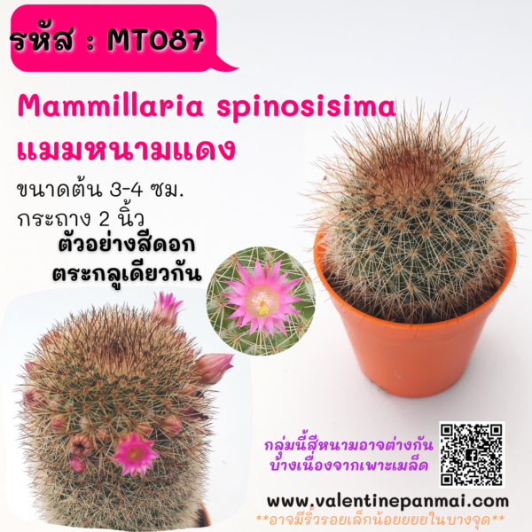MT087 Mammillaria spinnosisima  หนามแดง