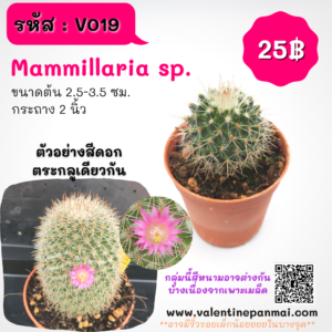 Mammillaria sp.