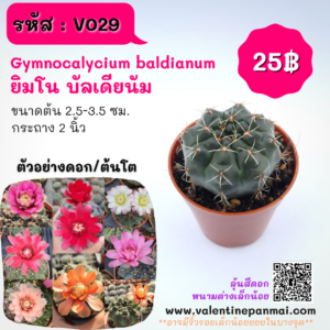 Gymnocalycium baldianum (ยิมโน บัลเดียนัม)