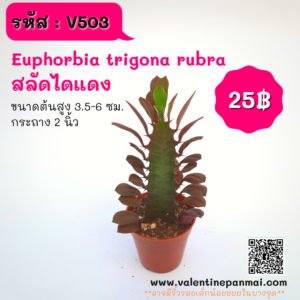 Euphorbia trigona rubra (สลัดไดแดง)