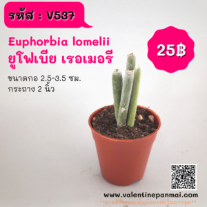Euphorbia lomelii (ยูโฟเบีย เรอเมอรี)
