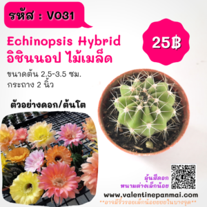 Echinopsis Hybrid (อิชินอป ไม้เมล็ด)