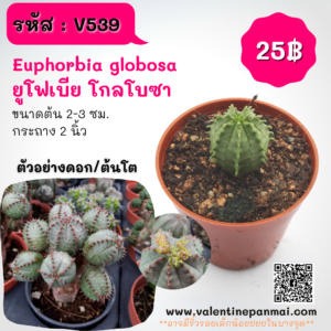 Euphorbia globosa (ยูโฟเบีย โกลโบซา)