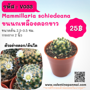 Mammillaria schiedeana (ขนนกเหลืองดอกขาว)
