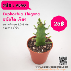 Euphorbia Thigona (สลัดไดเขียว)