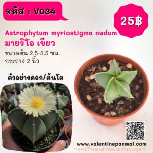 Astrophytum myriostigma nudum (มายริโอ เขียว)
