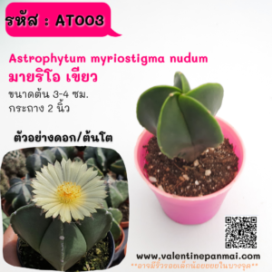 AT003 Astrophytum myriostigma nudum (มายริโอ เขียว)