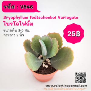 Bryophyllum fedtschenkoi Variegata (ไบรโอไฟลัม)