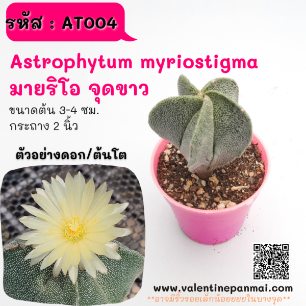 AT005 Astrophytum myriostigma (มาริโอ จุดขาว)