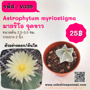 Astrophytum myriostigma (มาริโอ จุดขาว)