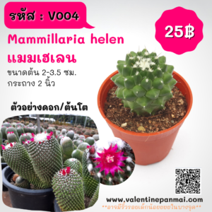 Mammillaria helen (แมมเฮเลน)