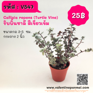 Callisia repens (Turtle Vine) ริบบิ้นชาลี สีเขียวเข้ม