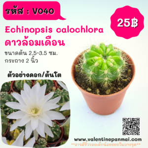 Echinopsis calochlora (ดาวล้อมเดือน)