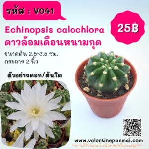 Echinopsis calochlora (ดาวล้อมเดือนหนามกุด)