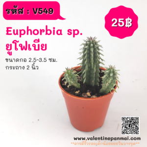 Euphorbia sp. (ยูโฟเบีย)